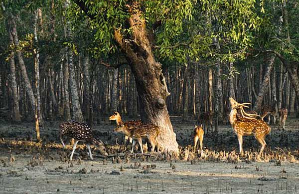 chital-deer