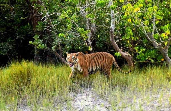 royal-bengal-tiger